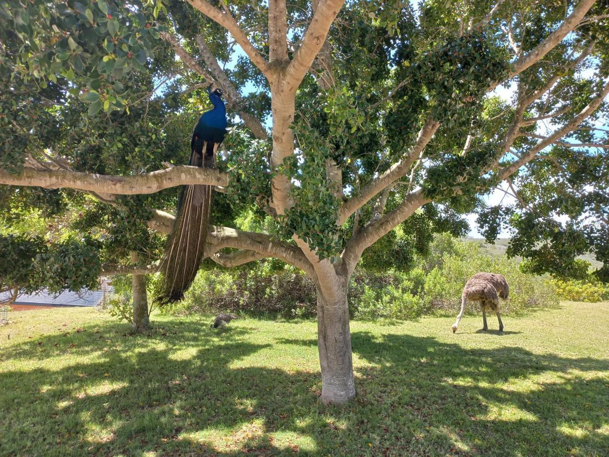 Fijnbosch Game Lodge Jeffreys Bay Eksteriør bilde